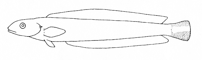 Representative of the Malacanthidae family (Gosline & Brock, 1960, fig. 109)